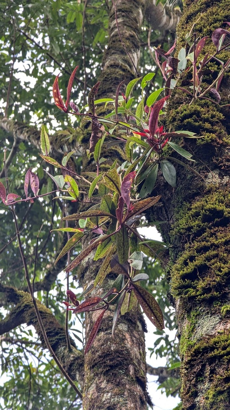 Aeschynanthus sinolongicalyx