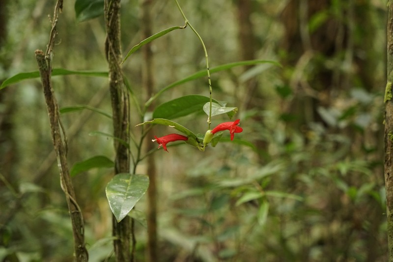 Aeschynanthus siphonanthus photo 2