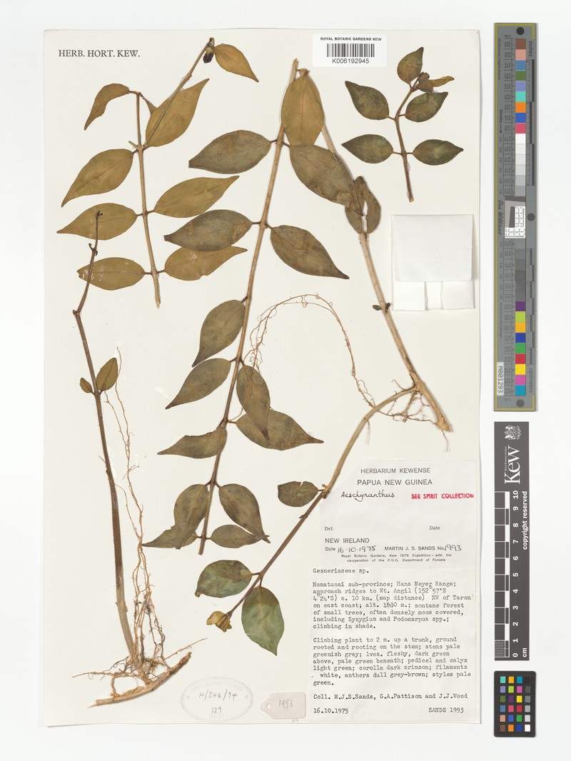 Aeschynanthus solomonensis