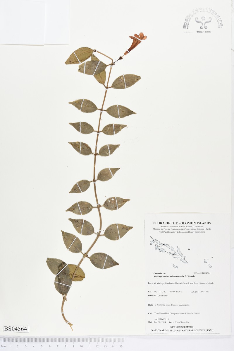 Aeschynanthus solomonensis photo 2