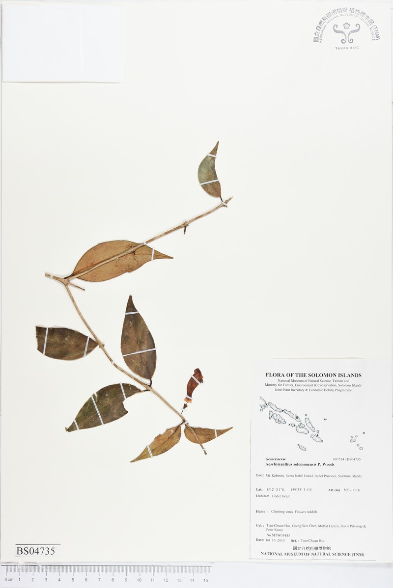 Aeschynanthus solomonensis photo 3