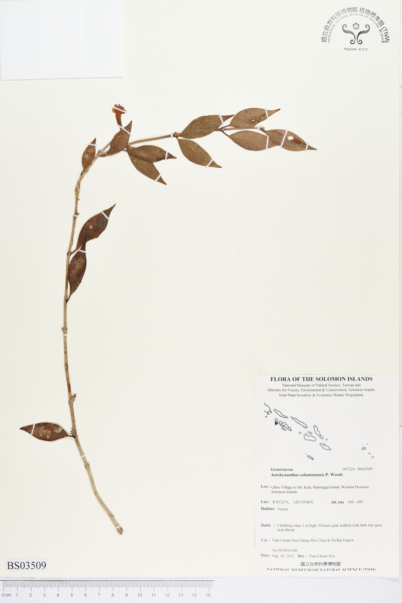 Aeschynanthus solomonensis photo 4