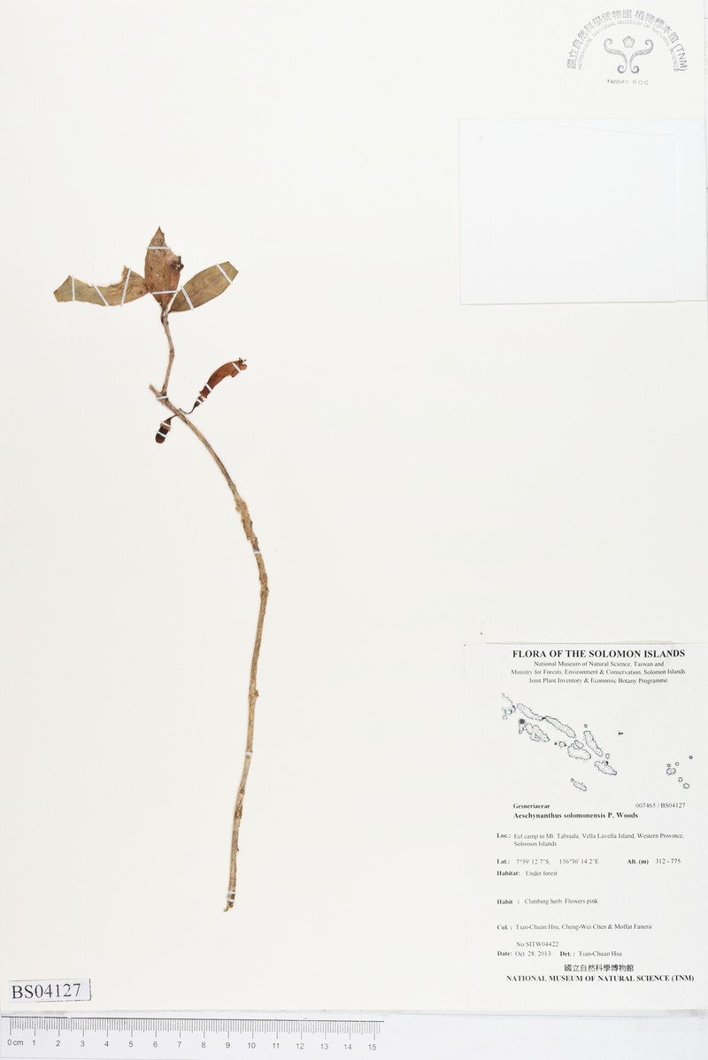 Aeschynanthus solomonensis photo 5