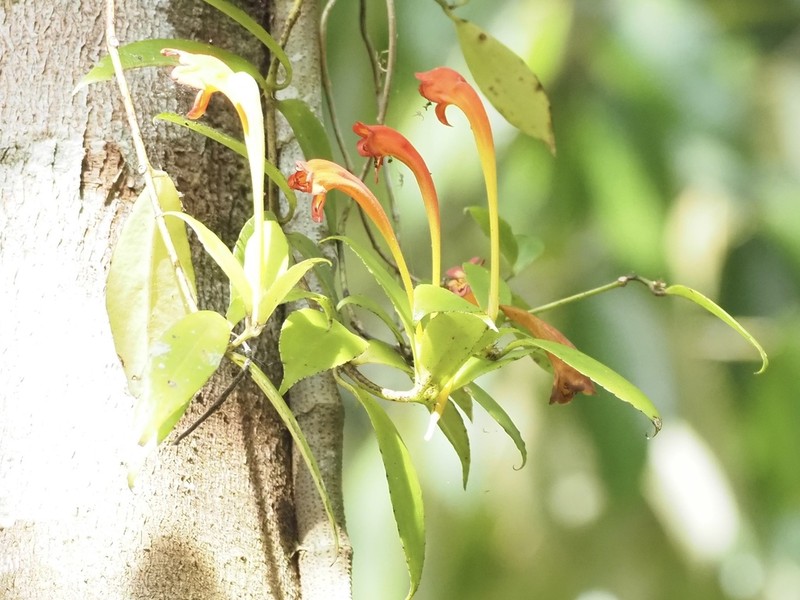 Aeschynanthus speciosus photo 2
