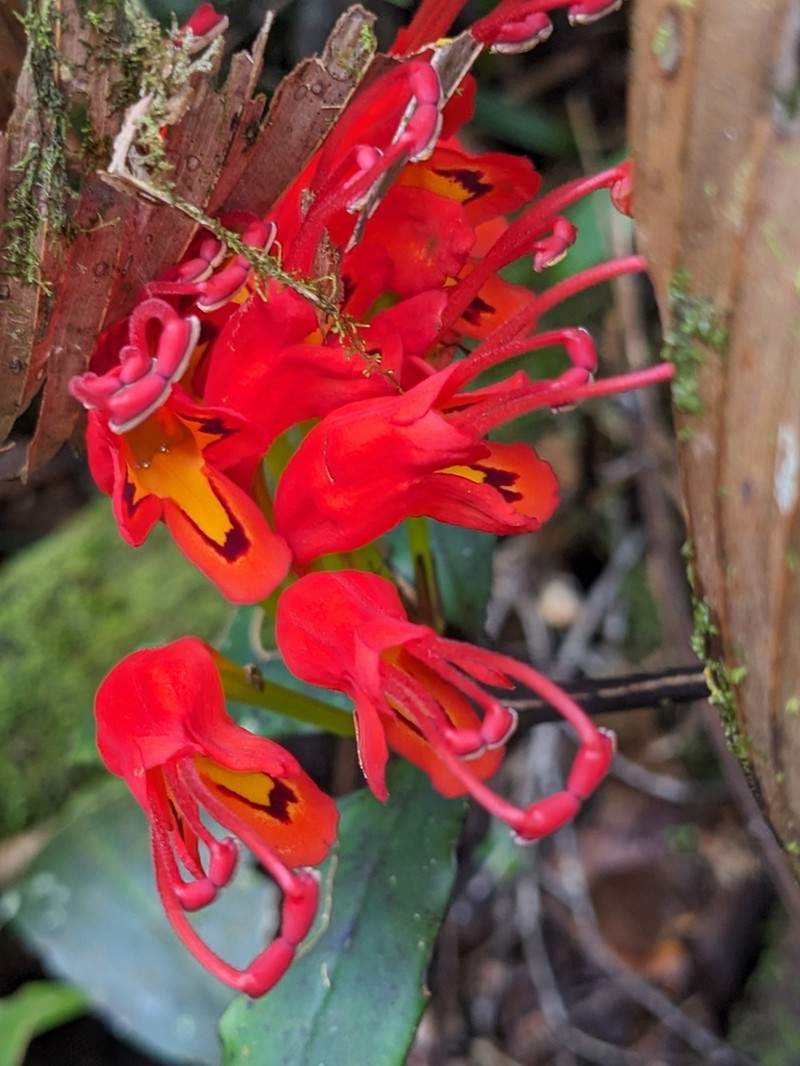 Aeschynanthus speciosus photo 3