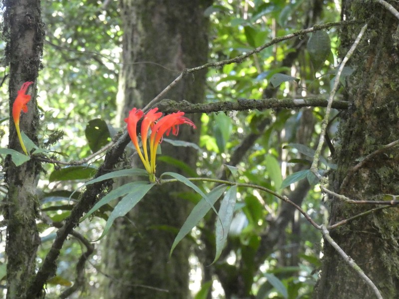 Aeschynanthus speciosus photo 4