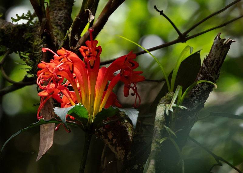 Aeschynanthus speciosus photo 5