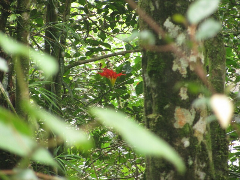 Aeschynanthus speciosus photo 6