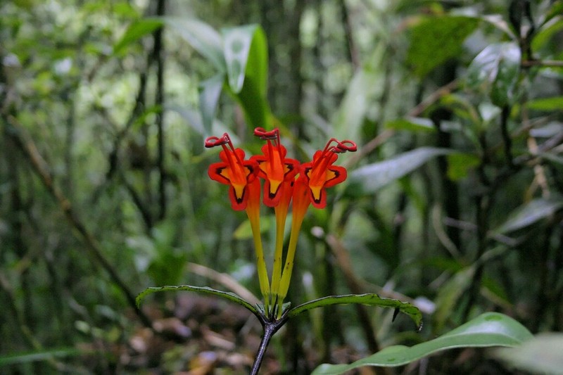 Aeschynanthus speciosus photo 7