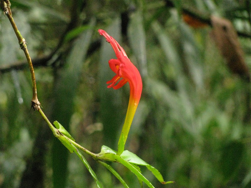 Aeschynanthus speciosus photo 8