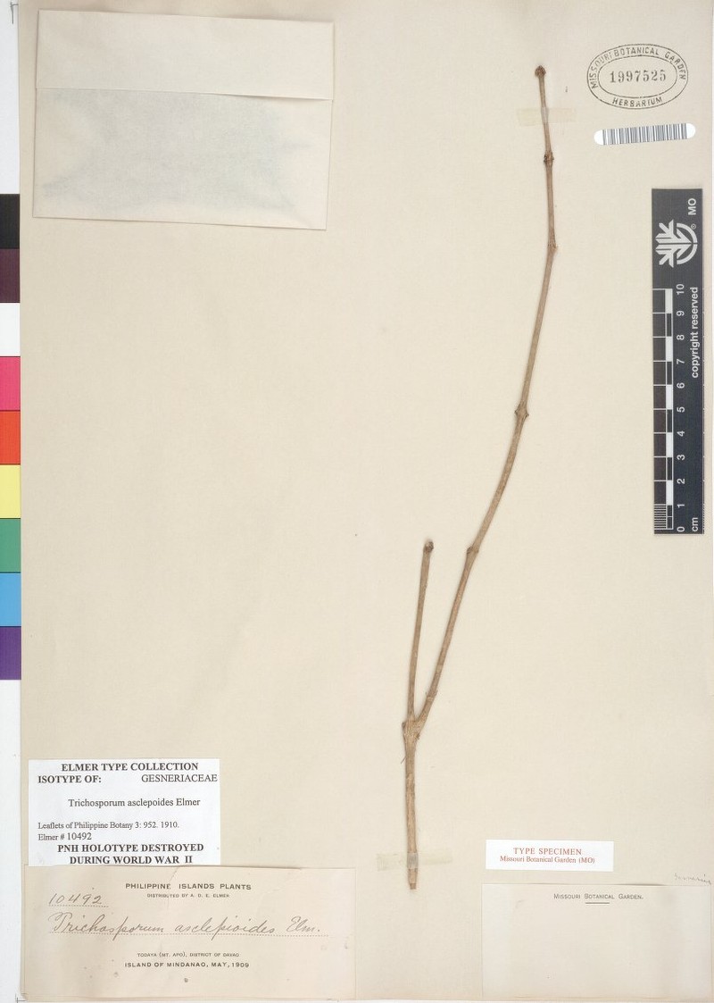 Aeschynanthus stenocalyx