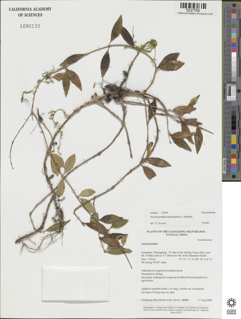 Aeschynanthus stenosepalus