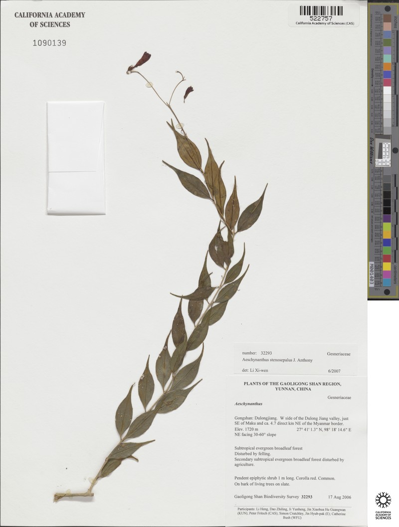 Aeschynanthus stenosepalus photo 2