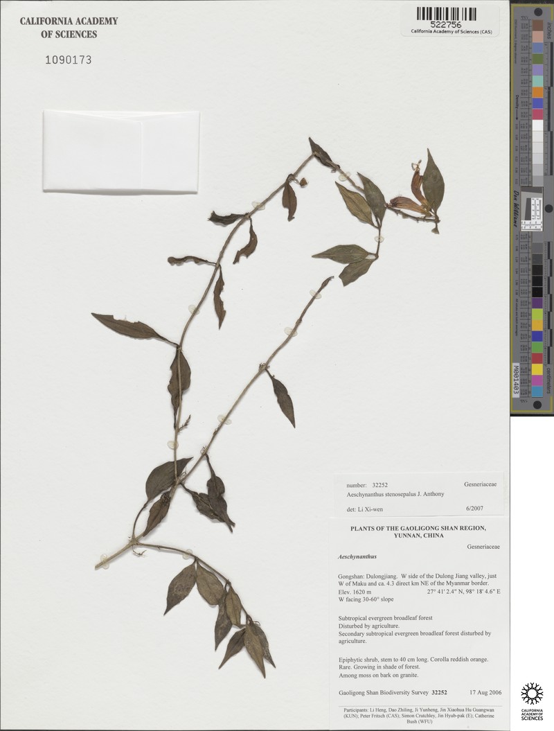 Aeschynanthus stenosepalus photo 5