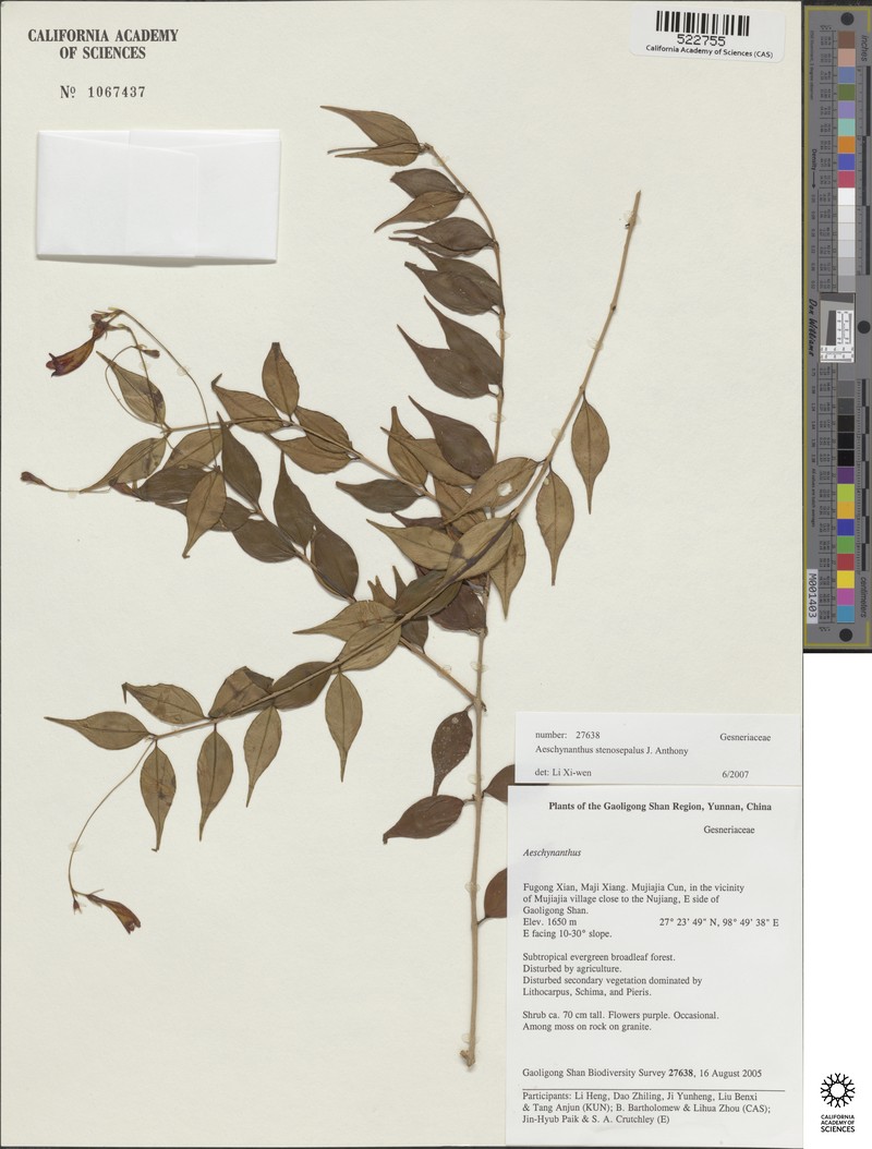 Aeschynanthus stenosepalus photo 6