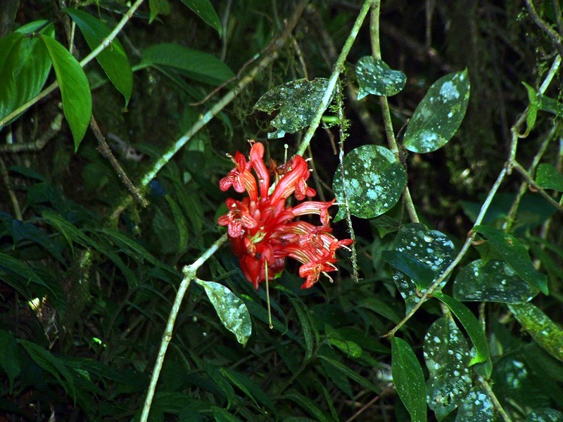 Aeschynanthus superbus photo 3