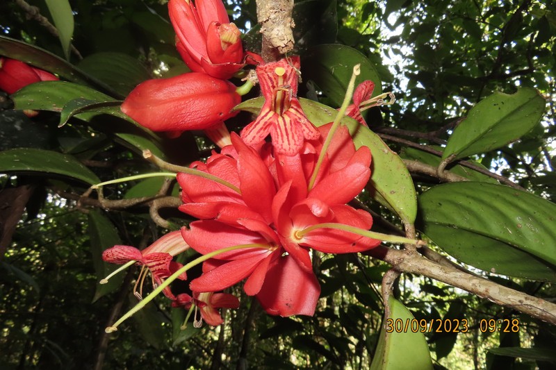 Aeschynanthus superbus photo 4