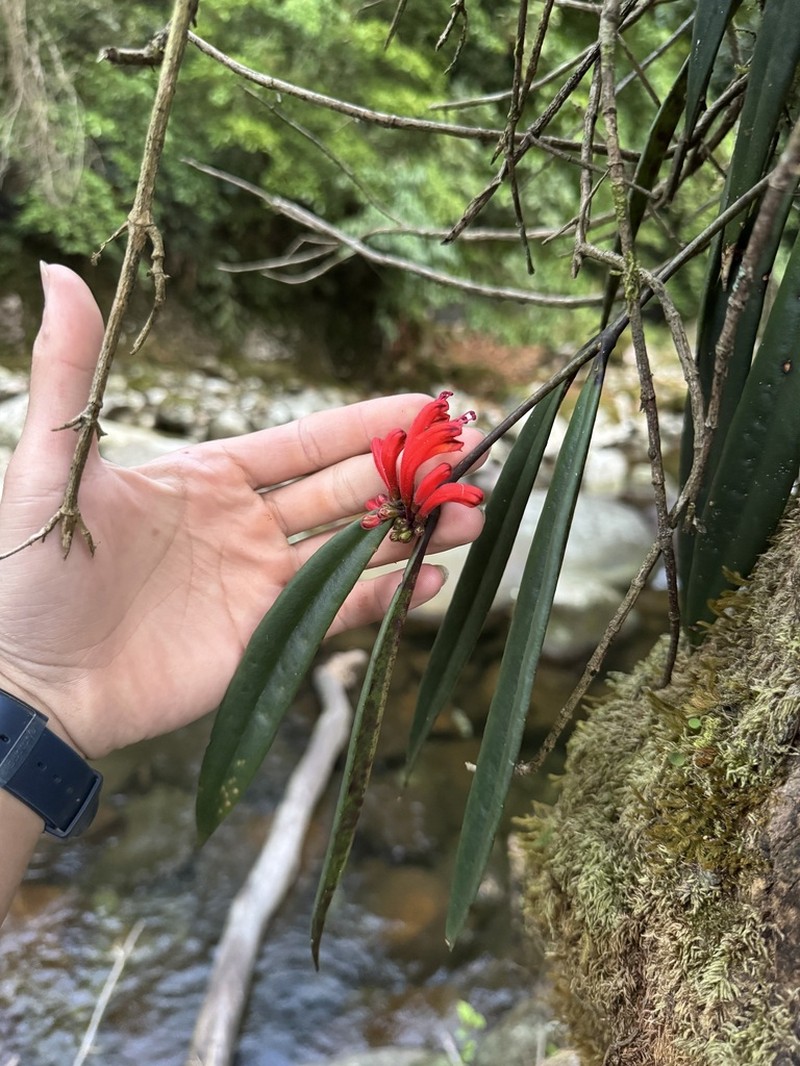 Aeschynanthus tengchungensis