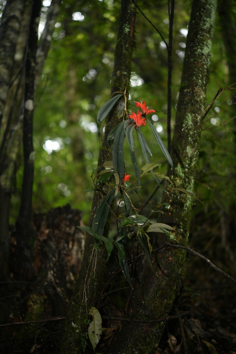 Aeschynanthus tengchungensis photo 2