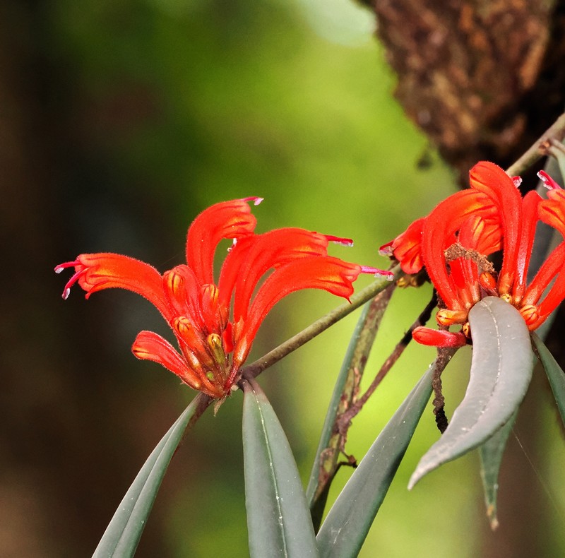 Aeschynanthus tengchungensis photo 4