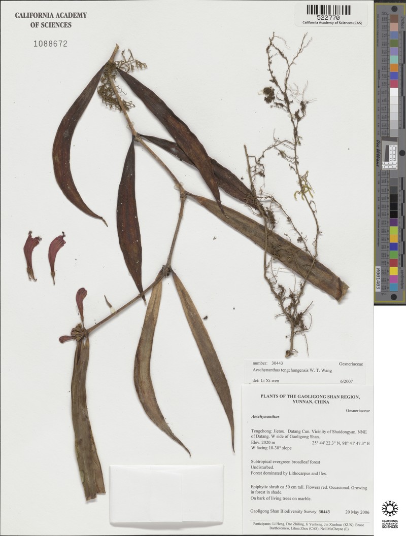 Aeschynanthus tengchungensis photo 6