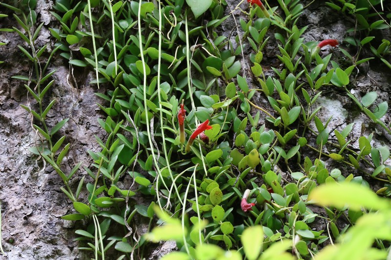 Aeschynanthus teysmannianus