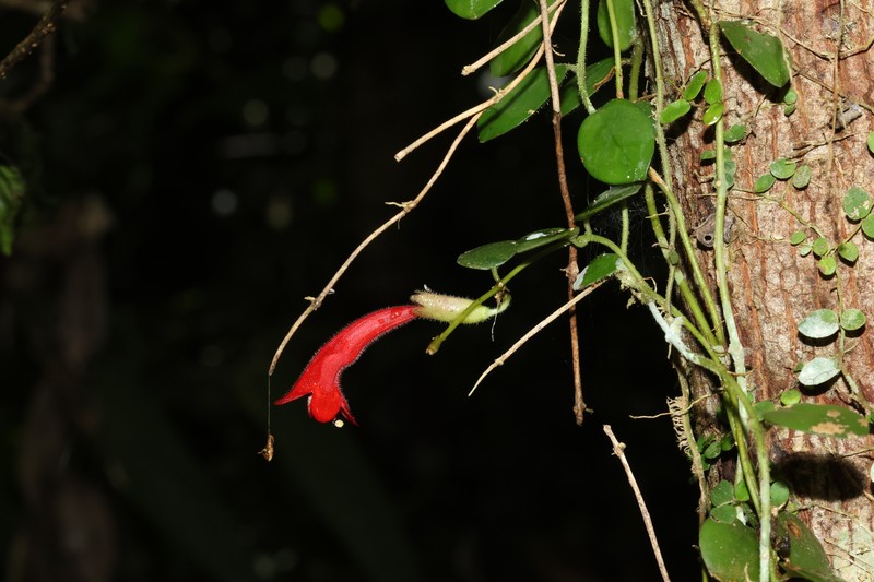 Aeschynanthus teysmannianus photo 2