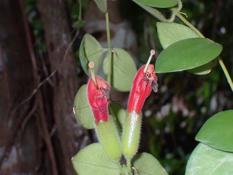 Aeschynanthus teysmannianus photo 3