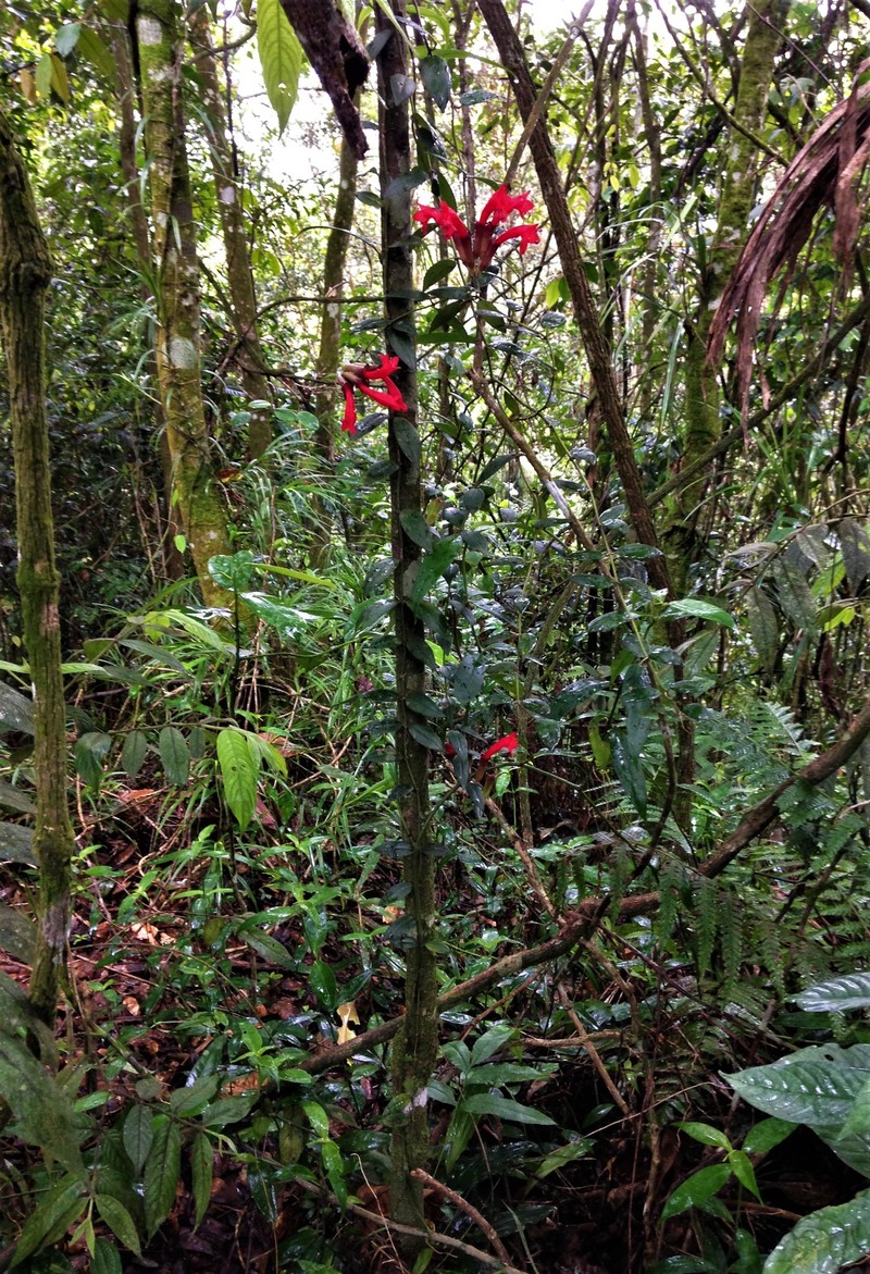Aeschynanthus teysmannianus photo 5