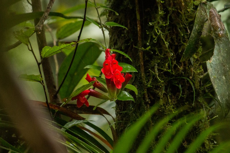 Aeschynanthus teysmannianus photo 6