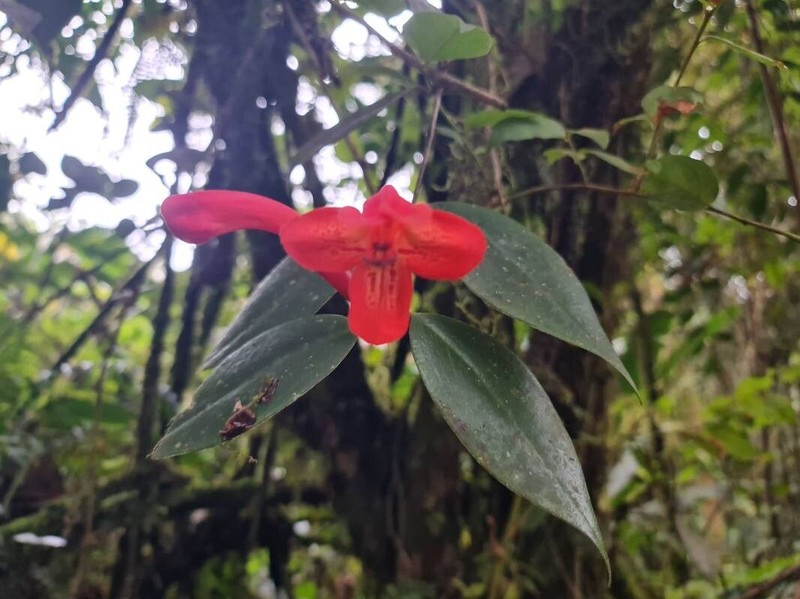 Aeschynanthus teysmannianus photo 7