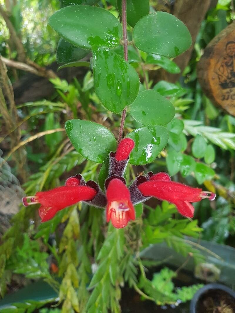 Aeschynanthus teysmannianus photo 8