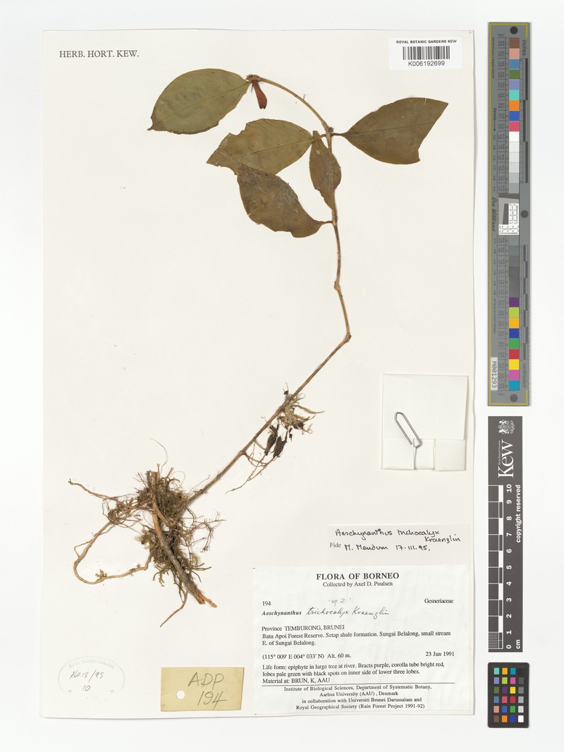 Aeschynanthus trichocalyx