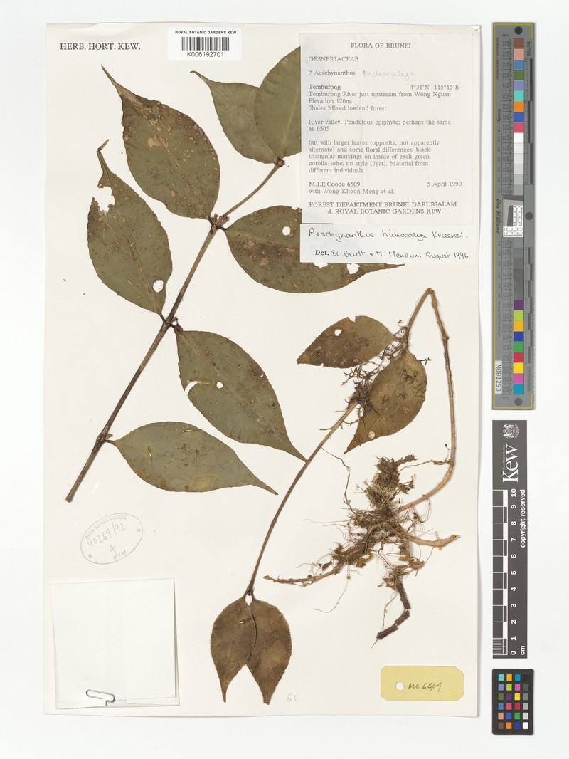 Aeschynanthus trichocalyx photo 2