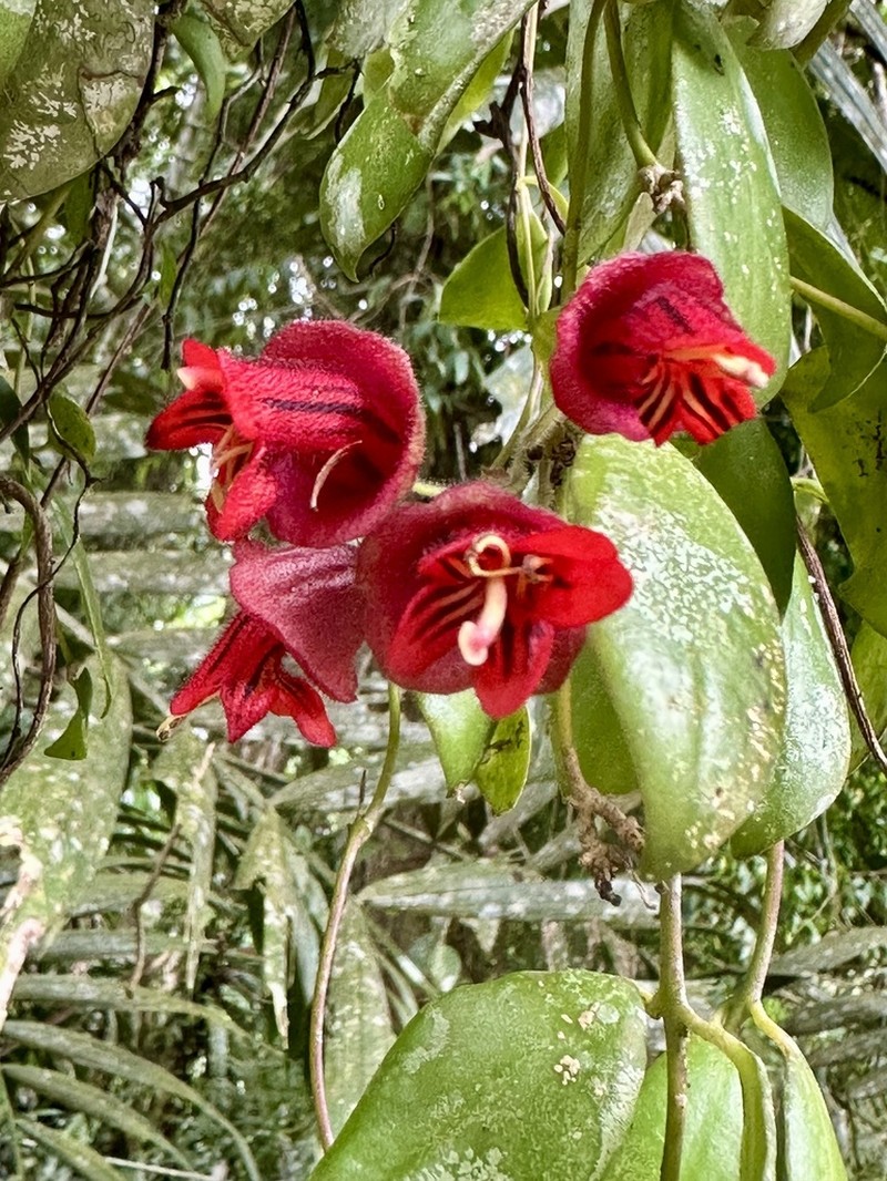 Aeschynanthus tricolor