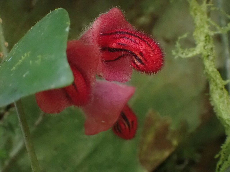 Aeschynanthus tricolor photo 2
