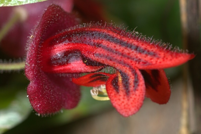 Aeschynanthus tricolor photo 4