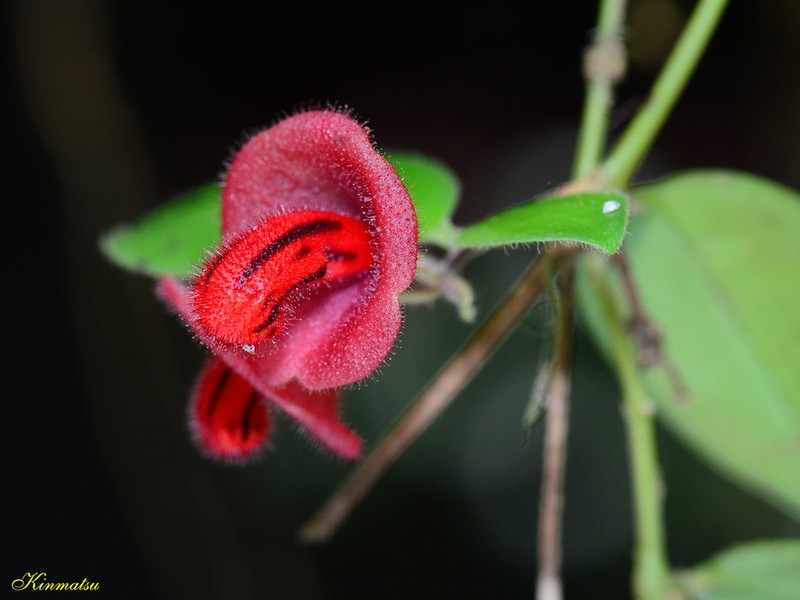 Aeschynanthus tricolor photo 5