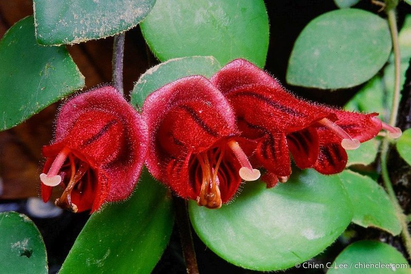 Aeschynanthus tricolor photo 6