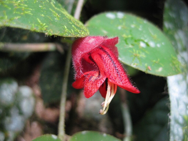 Aeschynanthus tricolor photo 7
