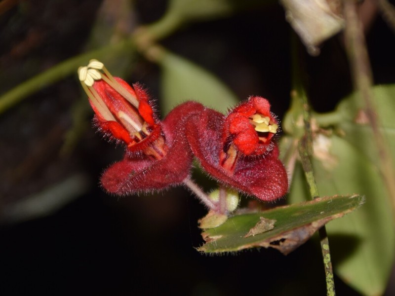 Aeschynanthus tricolor photo 8