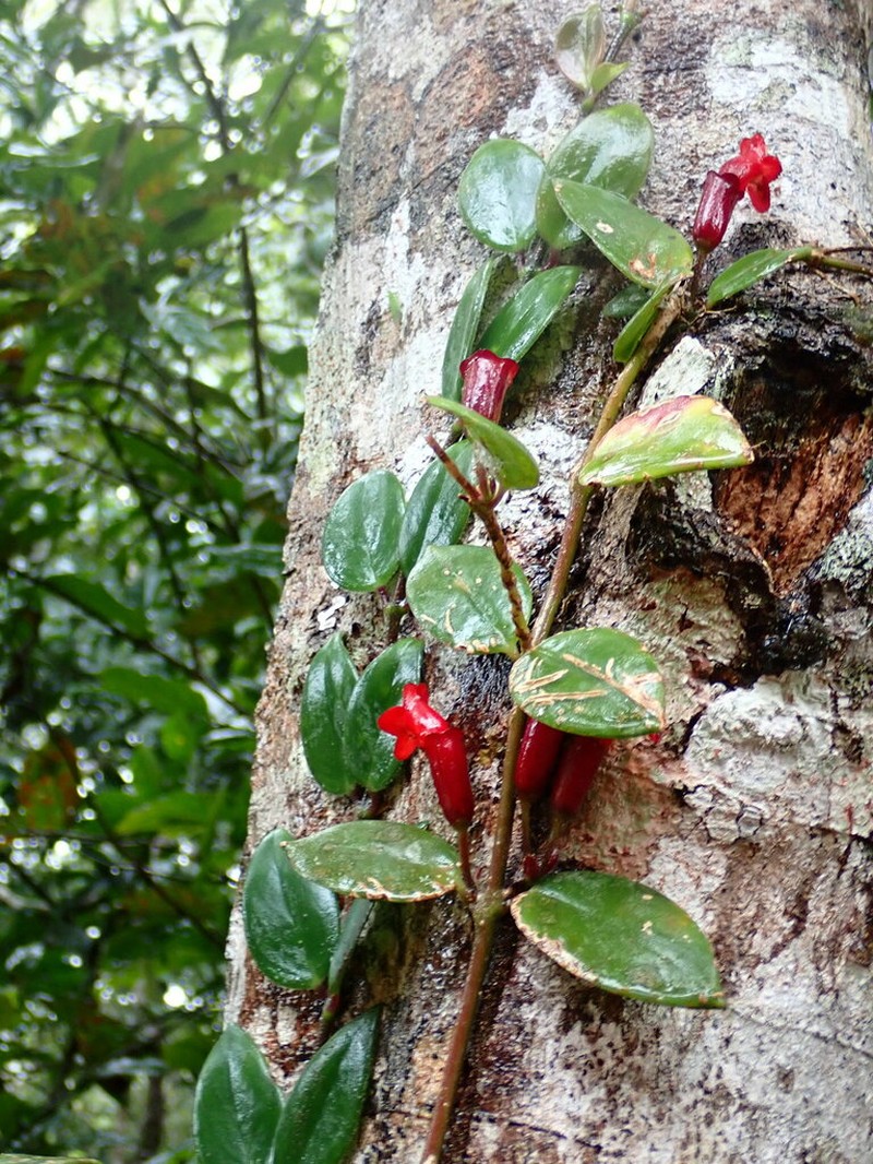 Aeschynanthus truncatus