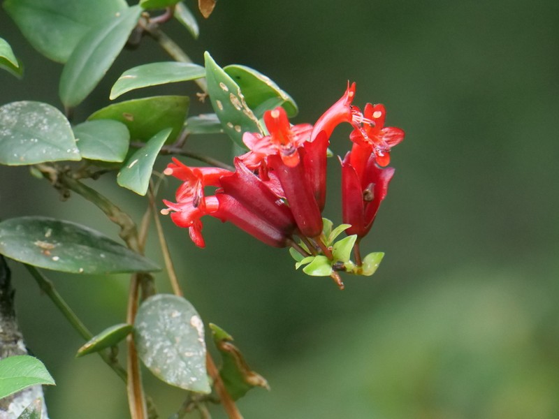 Aeschynanthus truncatus photo 2