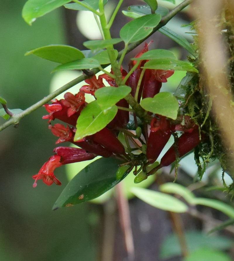 Aeschynanthus truncatus photo 3