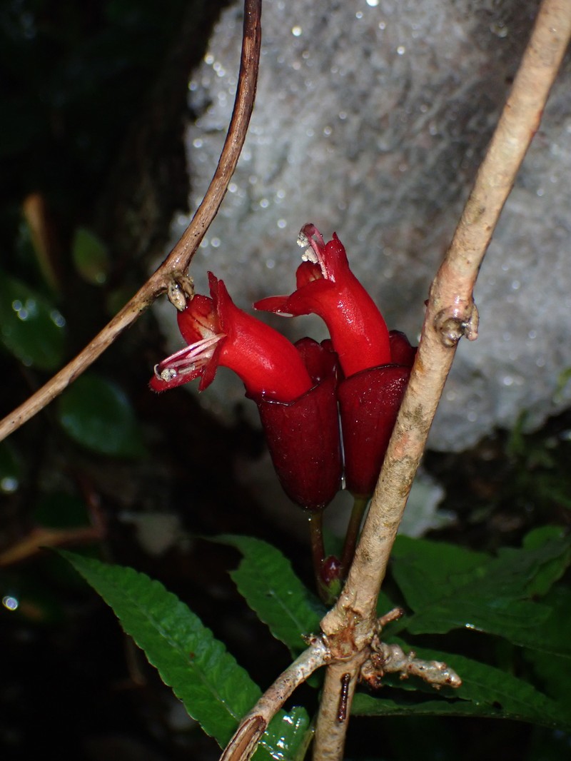 Aeschynanthus truncatus photo 4