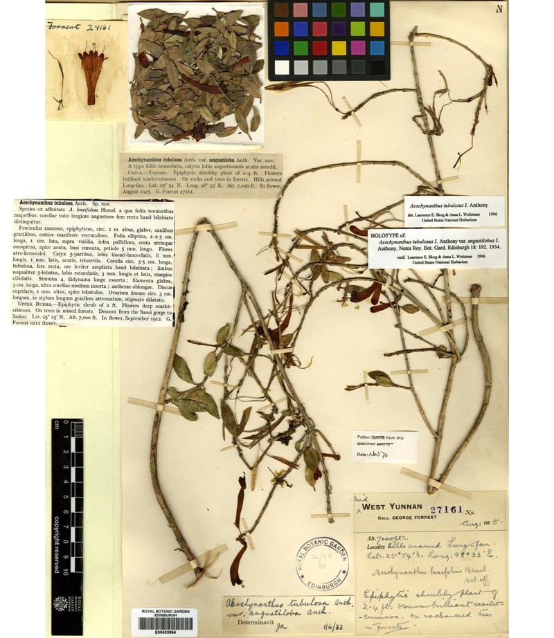 Aeschynanthus tubulosus