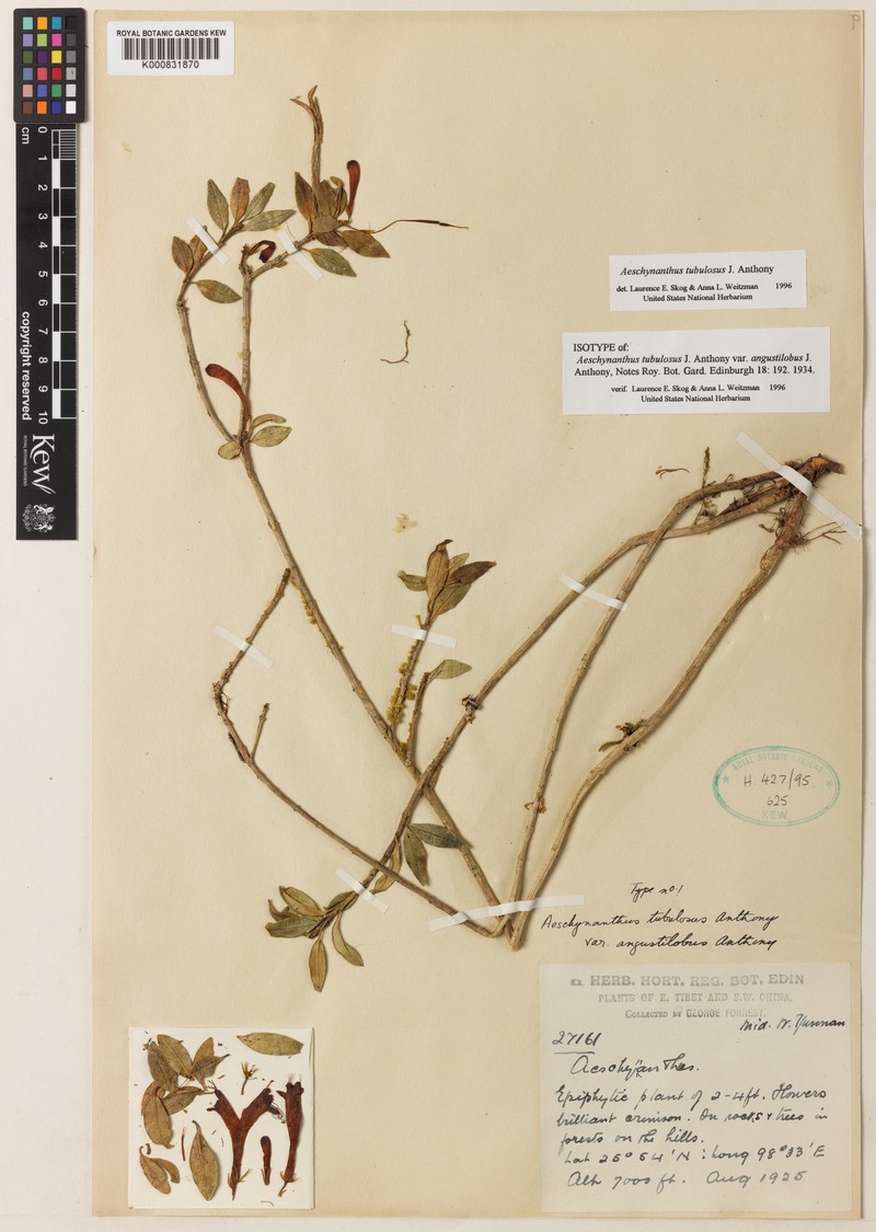Aeschynanthus tubulosus photo 2