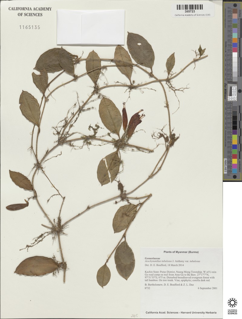 Aeschynanthus tubulosus var. tubulosus