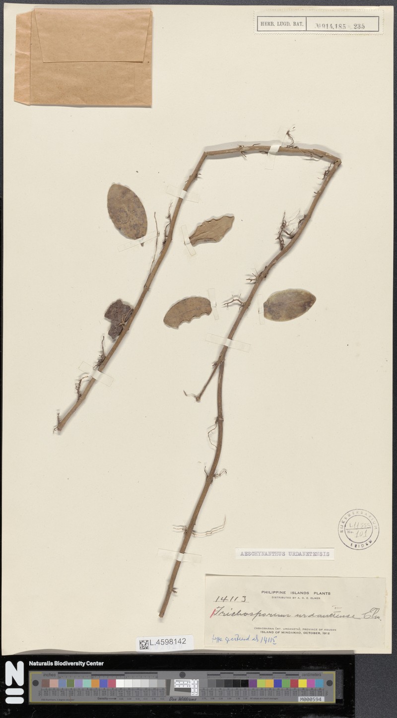 Aeschynanthus urdanetensis photo 2
