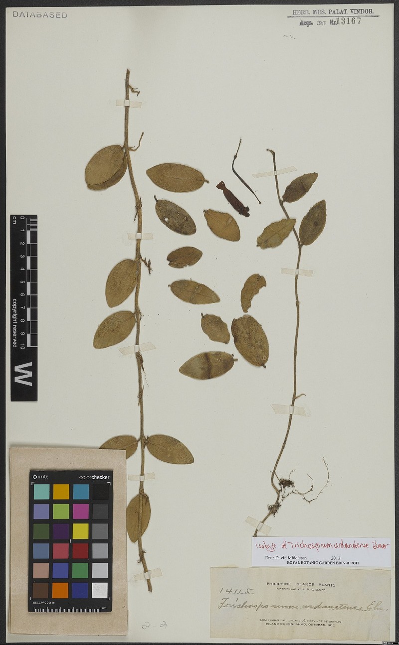 Aeschynanthus urdanetensis